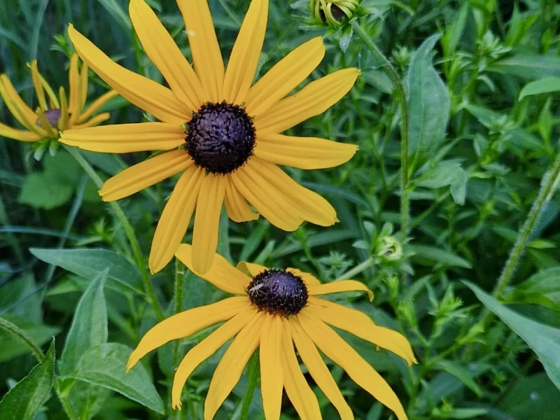 FESTIVAL DES PLANTES EN MONTAGNE NOIRE - 6ÈME ÉDITION