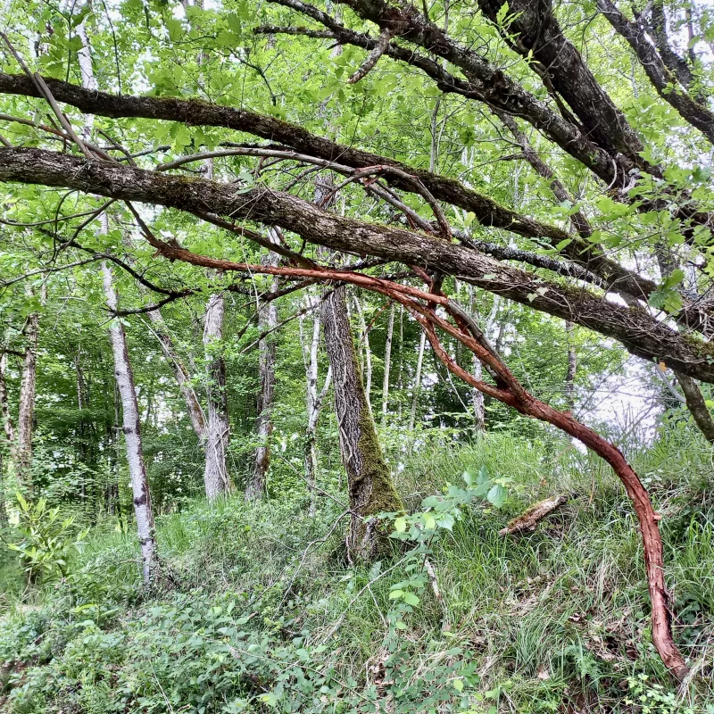 SculpTour à Rouffilhac