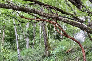 SculpTour à Rouffilhac